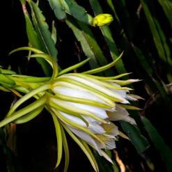 Dragon Fruit Cactus -Brighter Blooms Sales Dragon Fruit Cactus 5 BB