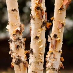 Dura Heat'® River Birch Tree -Brighter Blooms Sales Dura Heat River Birch 4