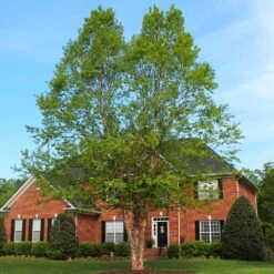 Dura Heat'® River Birch Tree -Brighter Blooms Sales Dura Heat River Birch BB 2