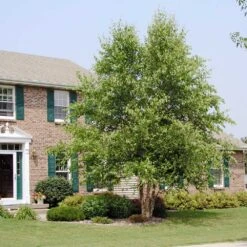 Dura Heat'® River Birch Tree -Brighter Blooms Sales Dura Heat River Birch BB 5