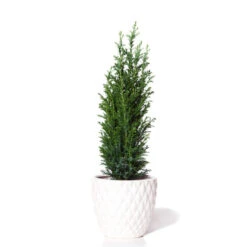 Dwarf Italian Cypress Tree -Brighter Blooms Sales Dwarf Italian Cypress 800 Mainimage BB