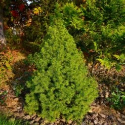 Dwarf Alberta Spruce Tree 9 Dwarf Alberta Spruce Tree -Brighter Blooms Sales Dwarf ALberta ALberta Spruce 2 BB
