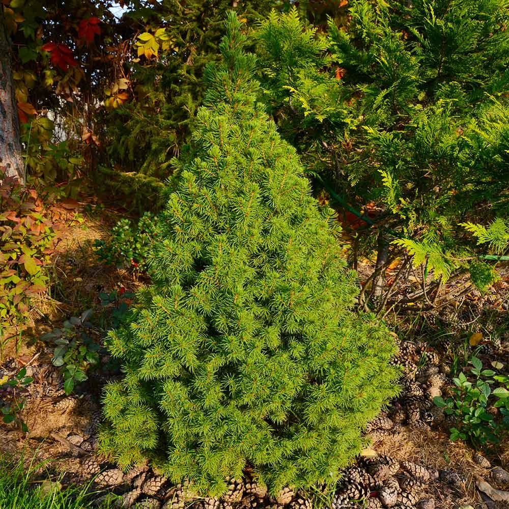 Dwarf Alberta Spruce Tree 5 Dwarf Alberta Spruce Tree - Image 3