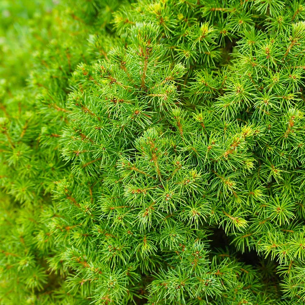 Dwarf Alberta Spruce Tree 6 Dwarf Alberta Spruce Tree - Image 4