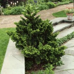Dwarf Hinoki Cypress Shrub 8 Dwarf Hinoki Cypress Shrub -Brighter Blooms Sales Dwarf Hinoki Cypress 3
