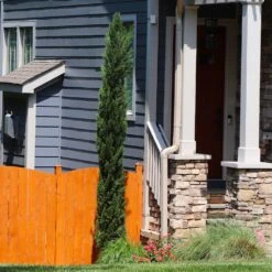 Dwarf Italian Cypress Tree -Brighter Blooms Sales Dwarf Italian Cypress 3