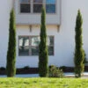 Dwarf Italian Cypress Tree -Brighter Blooms Sales Dwarf Italian Cypress 600x600 9ef13cb2 6e6b 4ec7 bc87 ae69a399a971