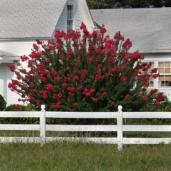 Dynamite Crape Myrtle Tree 12 Dynamite Crape Myrtle Tree -Brighter Blooms Sales Dynamite Crape Myrtle 3 BB