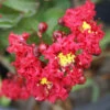 Dynamite Crape Myrtle Tree -Brighter Blooms Sales Dynamite Crape Myrtle BB 600x600 2ca35fa7 dbee 4d74 bb3a 57daea19f620