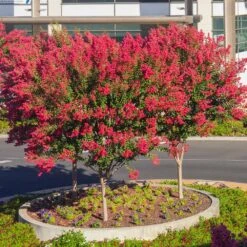 Dynamite Crape Myrtle Tree 11 Dynamite Crape Myrtle Tree -Brighter Blooms Sales Dynamite Crape Myrtle single trunk