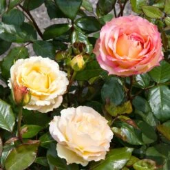 Euphoria® Rose Shrub -Brighter Blooms Sales EUphoria Rose Tree 4