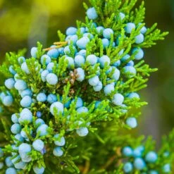 Eastern Red Cedar Tree 10 Eastern Red Cedar Tree -Brighter Blooms Sales Eastern Red Cedar 1 BB