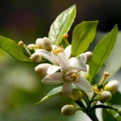 EasyPeel Clementine Tree 9 EasyPeel Clementine Tree -Brighter Blooms Sales Easy Peel Clementine 5