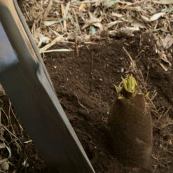 Edible Bamboo Plant 9 Edible Bamboo Plant -Brighter Blooms Sales Edible Bamboo 1 BB