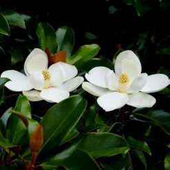 Edith Bogue Magnolia -Brighter Blooms Sales Edith Bogue magnolia 2