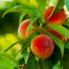 Elberta Peach Tree -Brighter Blooms Sales Elberta Peach Tree BB 600x600 c03a5f1f 980a 43c0 b793 a8672a802055