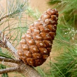 Eldarica Pine -Brighter Blooms Sales Elderica Pine 2