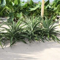 Elite Gold Pineapple Plant 8 Elite Gold Pineapple Plant -Brighter Blooms Sales Elite GOld Pineapple 1