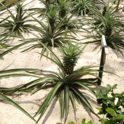 Elite Gold Pineapple Plant 9 Elite Gold Pineapple Plant -Brighter Blooms Sales Elite GOld Pineapple 2