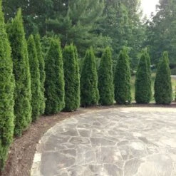 Emerald Green Thuja Tree -Brighter Blooms Sales Emeral Green Arborvitae 1 BB