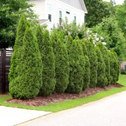 Emerald Green Thuja Tree -Brighter Blooms Sales Emeral Green Arborvitae 4 BB