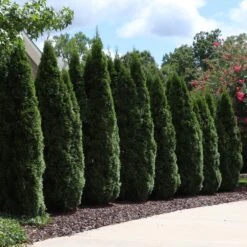 Emerald Green Thuja Tree -Brighter Blooms Sales Emeral Green Arborvitae 7 BB