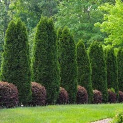 Emerald Green Thuja Tree -Brighter Blooms Sales Emeral Green Arborvitae 8 BB