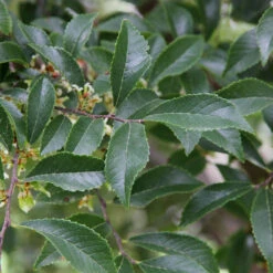 Emerald Flair Elm -Brighter Blooms Sales Emerald Flair 2