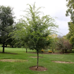 Emerald Flair Elm