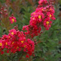 Enduring Summer Red Crape Myrtle Shrub -Brighter Blooms Sales Enduring Summer Crape Myrtle 2 BB