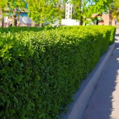 Dwarf English Boxwood Shrub -Brighter Blooms Sales English Boxwood 5 BB