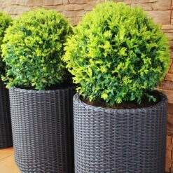 Dwarf English Boxwood Shrub -Brighter Blooms Sales English Boxwood 8 BB