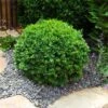 Dwarf English Boxwood Shrub -Brighter Blooms Sales English Boxwood BB 600x600 591ab9f5 b76d 4619 a5ad 7d9ce1fccb6c