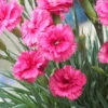 Scent First® Eternity Dianthus -Brighter Blooms Sales Eternity Dianthus BB 600x600 1f066df9 ec4a 4ed3 bbde a24c1232bfa6