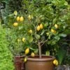 Eureka Lemon Tree -Brighter Blooms Sales Eureka Lemon Tree BB 600x600 6064b866 c559 4600 8d23 edfeda745583