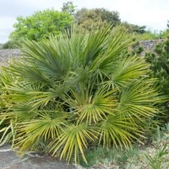 European Fan Palm Tree -Brighter Blooms Sales European Fan Palm 2 BB
