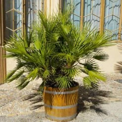 European Fan Palm Tree -Brighter Blooms Sales European Fan Palm 4 BB