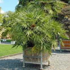 European Fan Palm Tree -Brighter Blooms Sales European Fan Palm 5