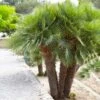 European Fan Palm Tree -Brighter Blooms Sales European Fan Palm BB 600x600 f4563216 87fd 48fa 98a1 e9c88fa18a9d