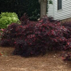 Ever Red Loropetalum Shrub 9 Ever Red Loropetalum Shrub -Brighter Blooms Sales Ever Red Lorepetalum 2