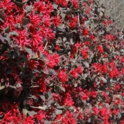 Ever Red Loropetalum Shrub 8 Ever Red Loropetalum Shrub -Brighter Blooms Sales Ever Red Lorepetalum 7 BB