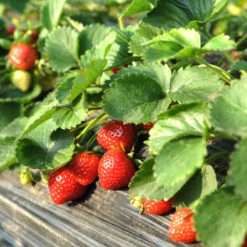 Everbearing Strawberry Plant -Brighter Blooms Sales Everbearing Strawberry 1 BB