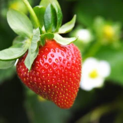 Everbearing Strawberry Plant -Brighter Blooms Sales Everbearing Strawberry 4 BB