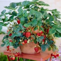 Everbearing Strawberry Plant -Brighter Blooms Sales Everbearing Strawberry 8