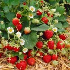 Everbearing Strawberry Plant -Brighter Blooms Sales Everbearing Strawberry 9