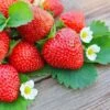 Everbearing Strawberry Plant -Brighter Blooms Sales Everbearing Strawberry BB 600x600 31691f74 c840 49ff 8e1b eed2a6b034d2
