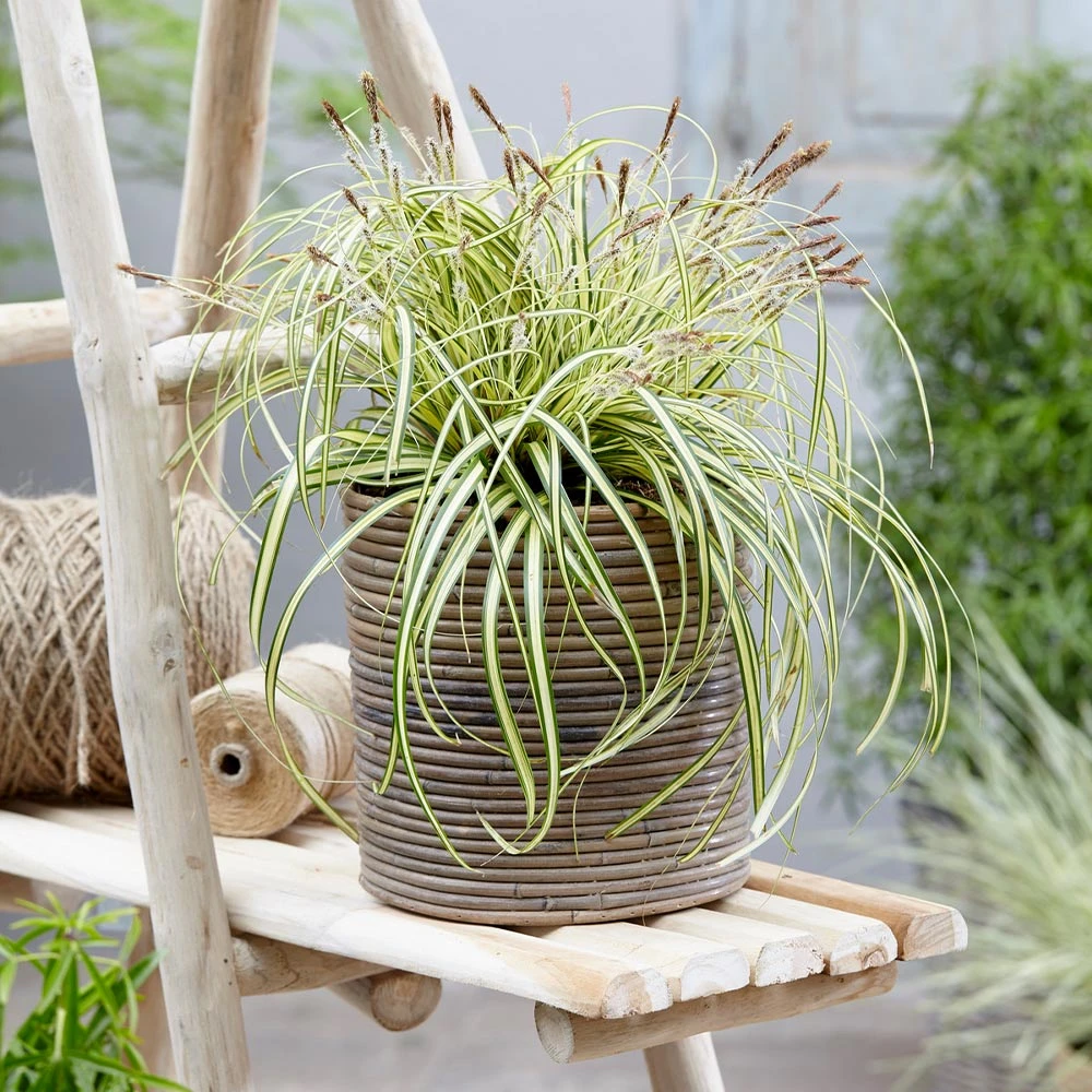 Carex Evergold (Japanese Sedge) 4 Carex Evergold (Japanese Sedge) - Image 2