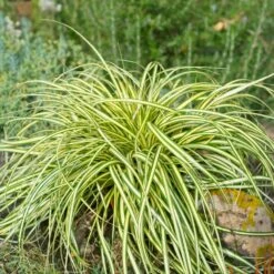 Carex Evergold (Japanese Sedge) 7 Carex Evergold (Japanese Sedge) -Brighter Blooms Sales Evergold Carex Sedge 2