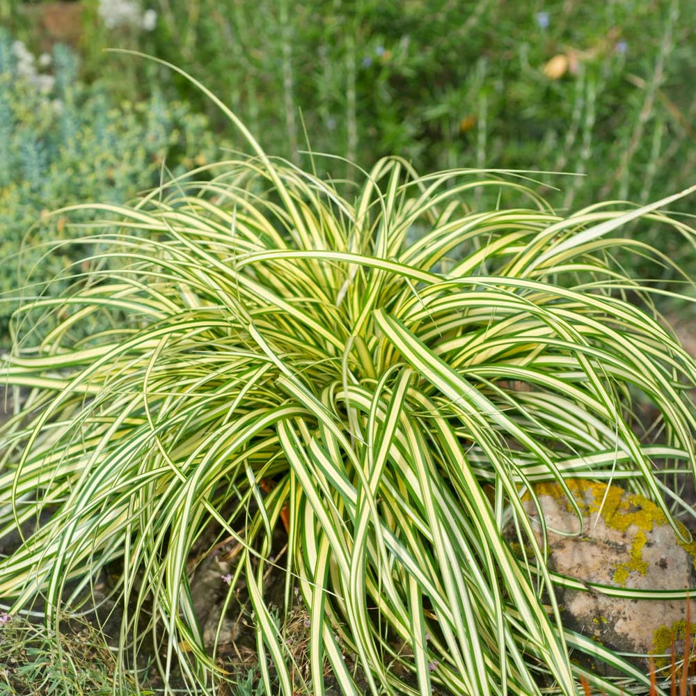 Carex Evergold (Japanese Sedge) 5 Carex Evergold (Japanese Sedge) - Image 3