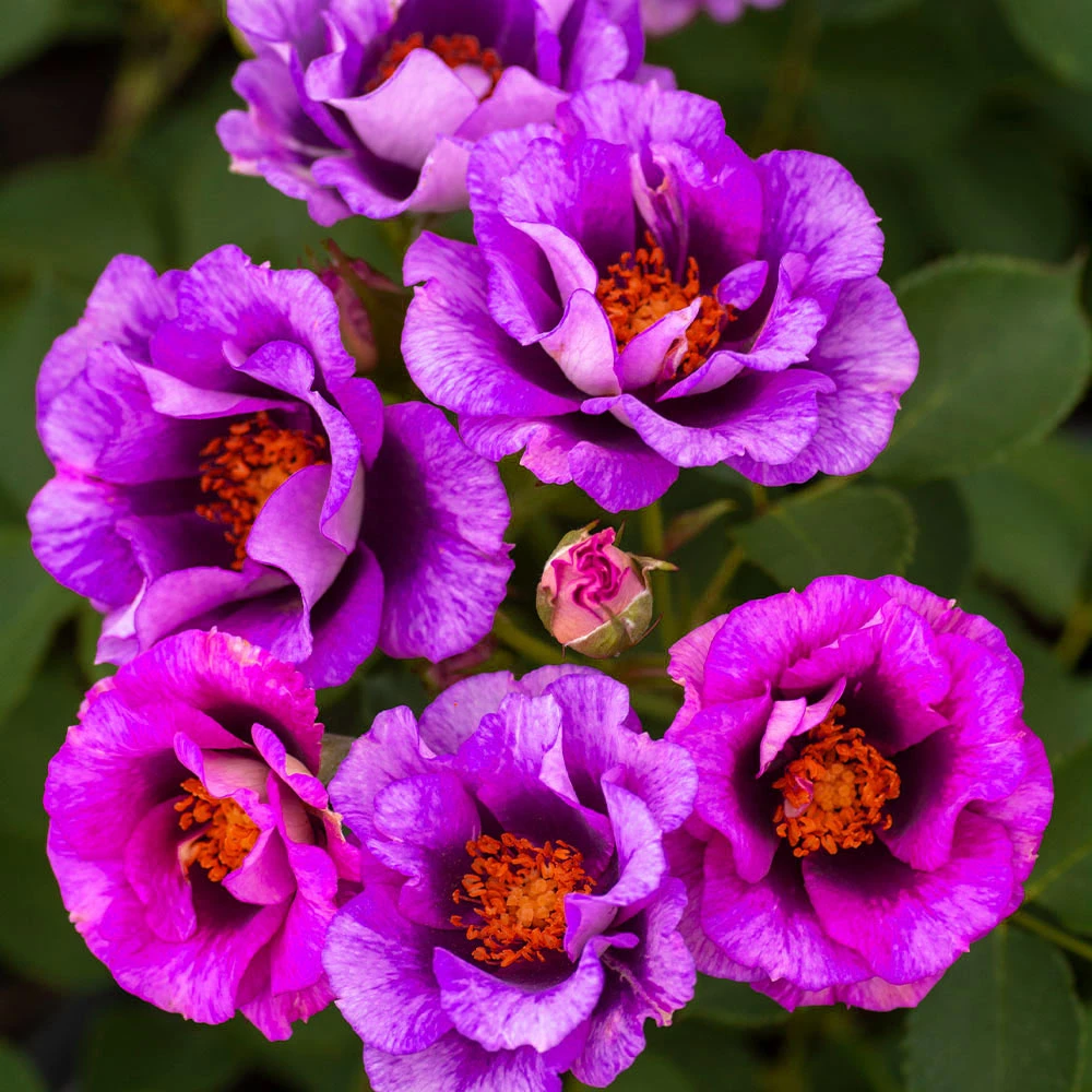 Eyeconic® Plum Lemonade Rose 4 Eyeconic® Plum Lemonade Rose - Image 2